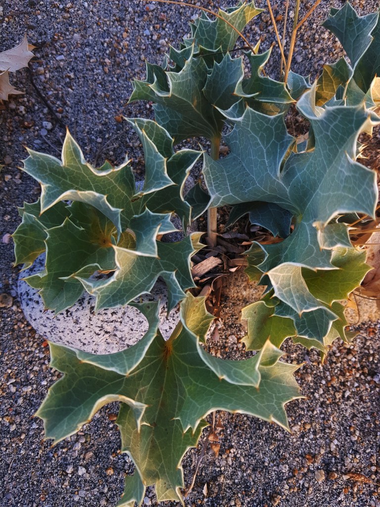 Mind Wandering by the sea where the Boundaries of Imagination fluctuate searching for questions and answers that are inspired by the beauty of nature once we take a close look and find patterns and connectrions.
